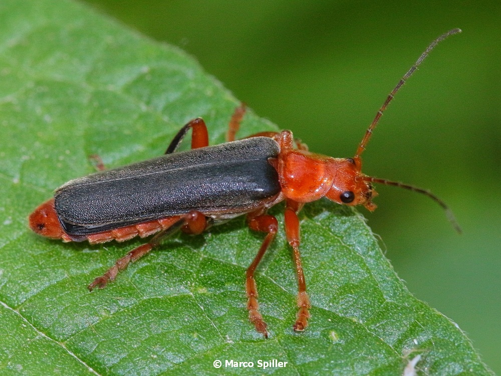 Cantharidae:   cfr. Ancistronycha violacea